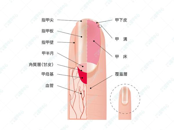 你知道趾甲帶來的隱形風險嗎 認識常見趾甲問題的危害 保護您及親愛的家人